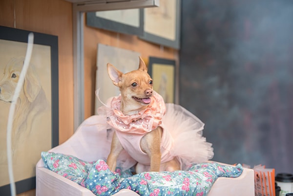 how-include-your-pet-wedding_02